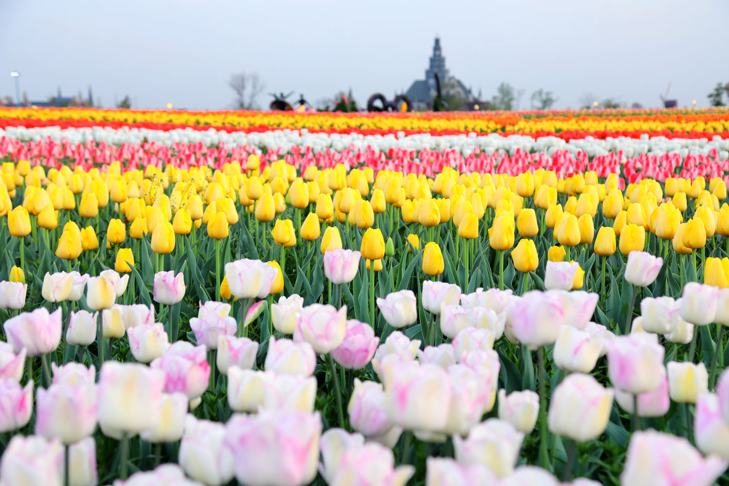  p>荷兰花海位于江苏省 a target="_blank" href="/item/盐城市