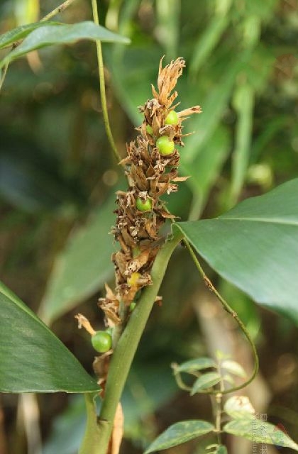  p>箭秆风( a target="_blank" href="/item/学名/8074290" data