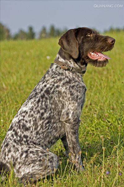  p>沙克犬,又称猎羚犬或拉伯狩猎犬或波斯灵提或者沙路奇猎犬.