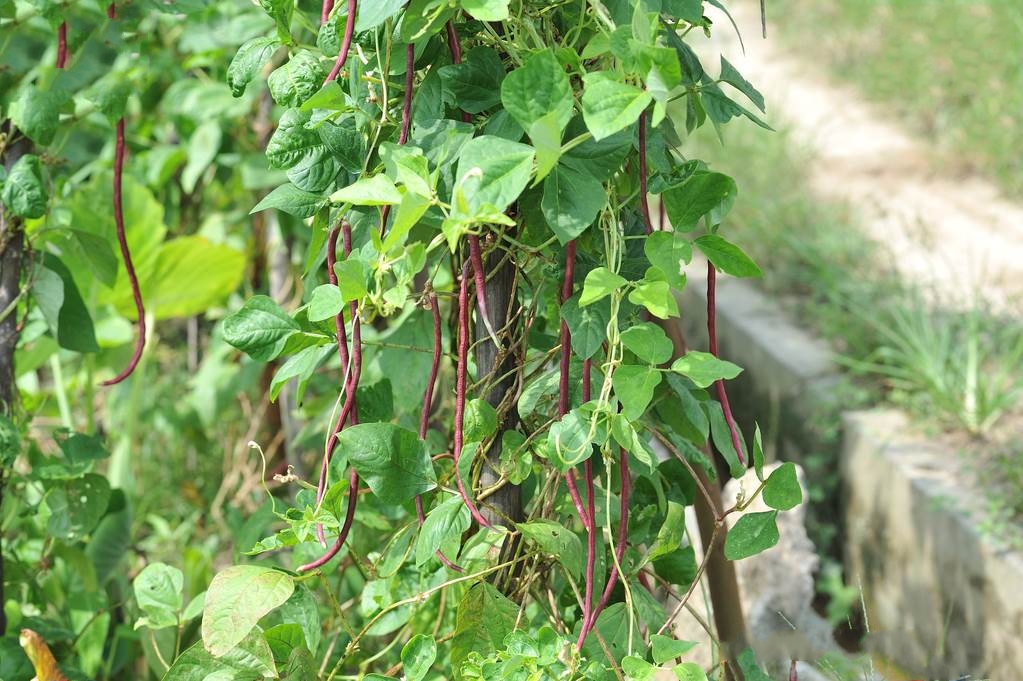 豆科/3672199" data-lemmaid="3672199">豆科 /a>,豇豆属一年生缠绕