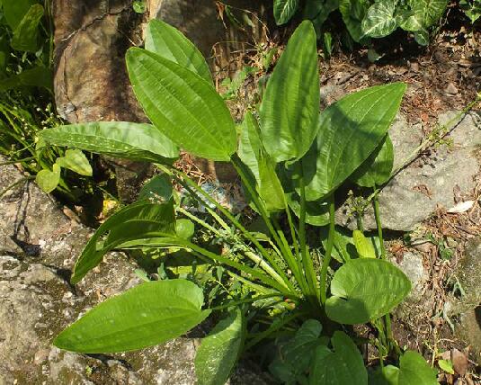是泽泻科泽苔草属植物,多年生水生草本.