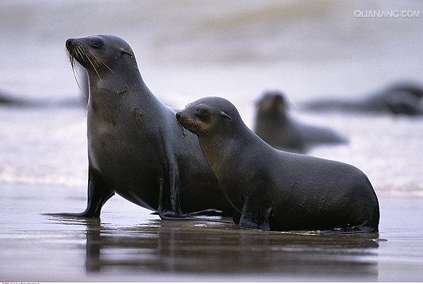 海豹