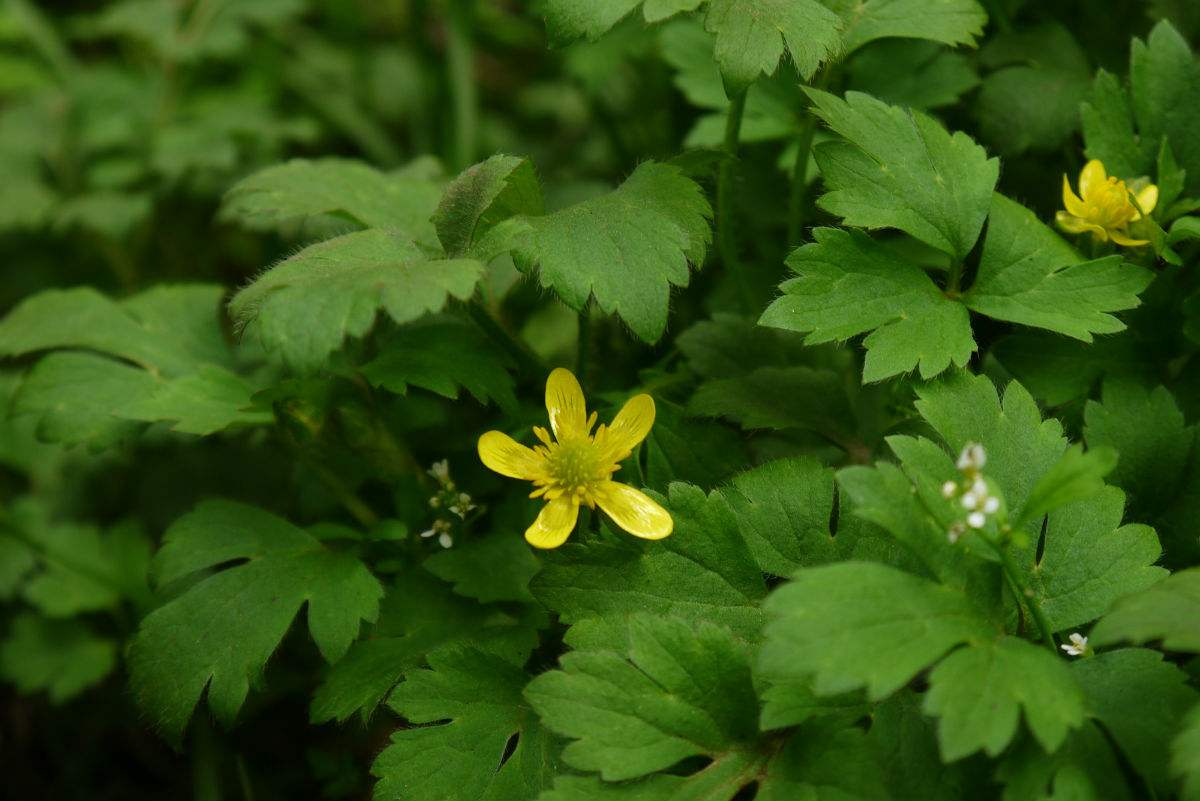  p>路边青(学名: i>geum aleppicum /i> jacq.