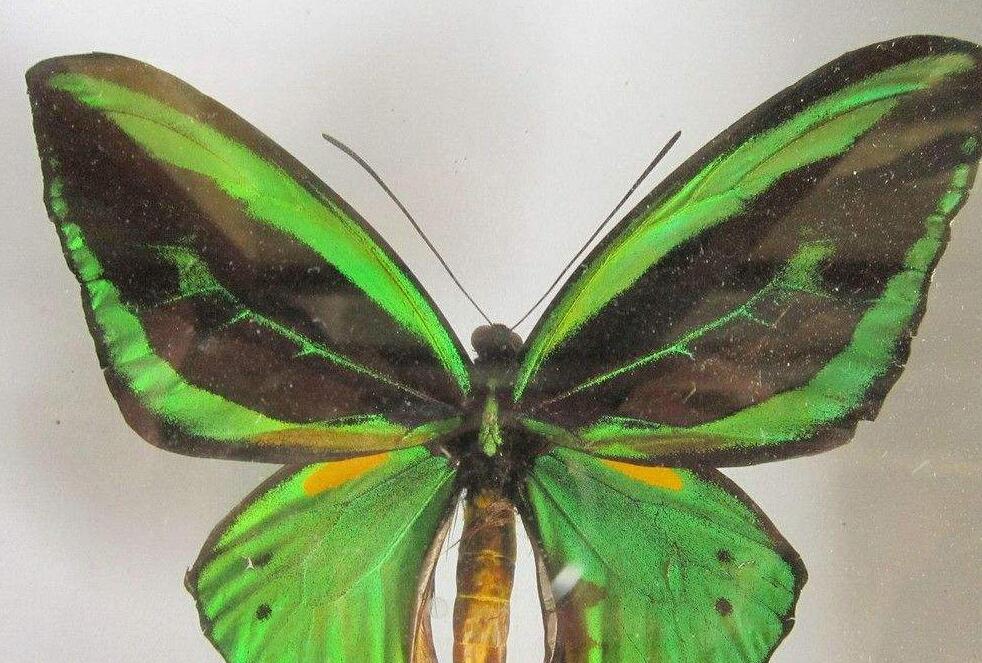  p>极乐鸟翼凤蝶(学名:ornithoptera meridionalis)属鳞翅目凤蝶科 a