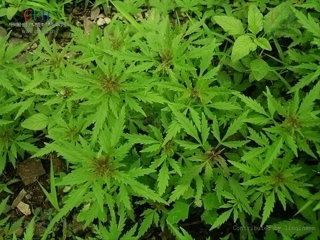  p>水棘针属(学名:amethystea linn.