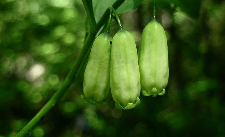  p>五叶黄精(学名: i>polygonatum acuminatifolium /i>):是 a href="