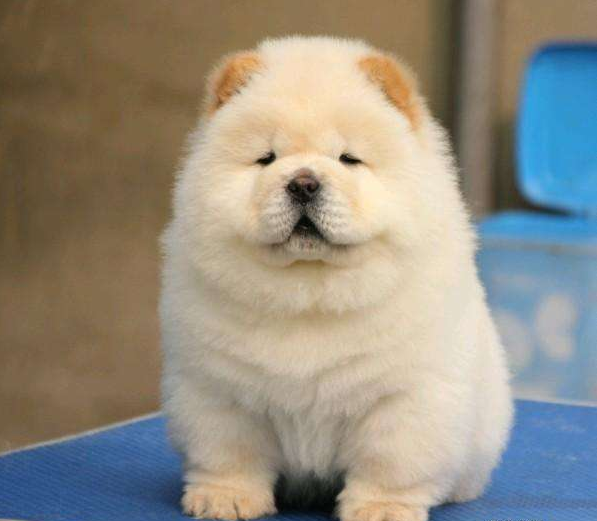 纯种松狮犬的标准是什么样的？_百科TA说