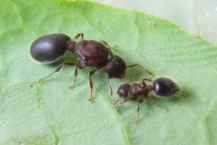 二色盾胸切叶蚁