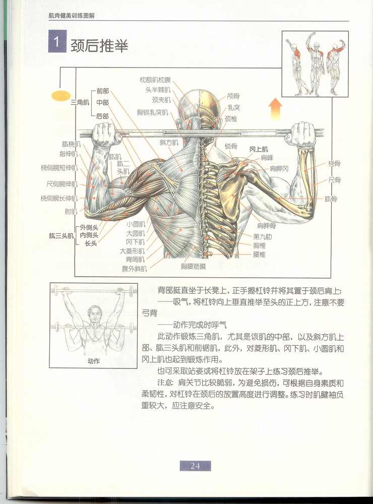 颈后推举