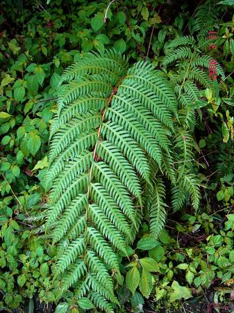 是松科铁杉属植物,乔木,高达50米,胸径达1.