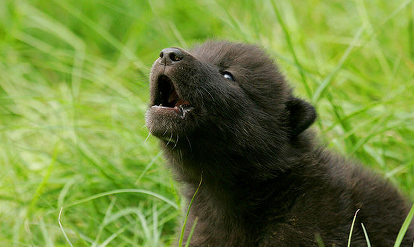  p>不列颠哥伦比亚狼(学名:canis lupus columbianus)是 a href="#"