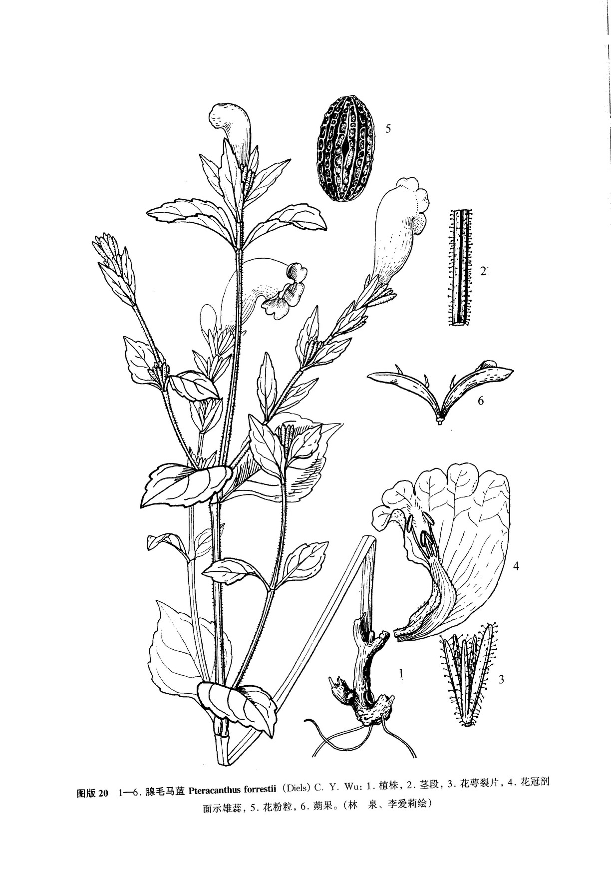 pteracanthus forrestii