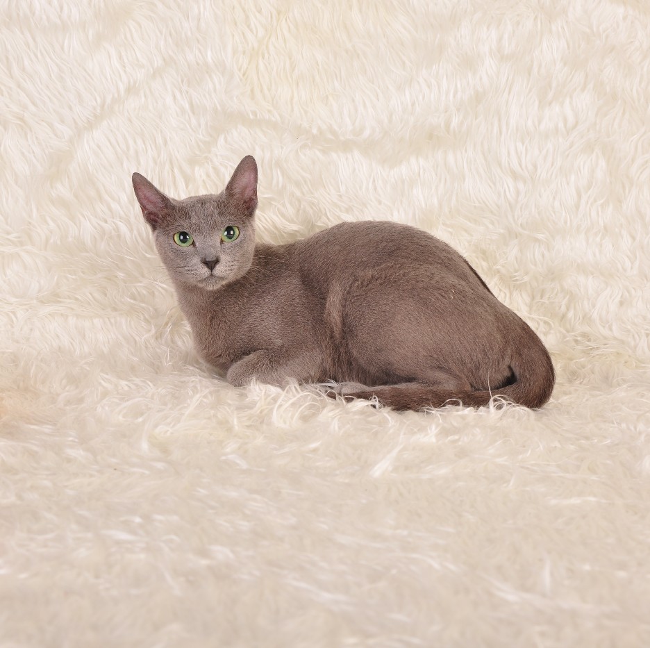  p>俄罗斯蓝猫(russian blue),历史上曾被称做 a href="#" data-lemma