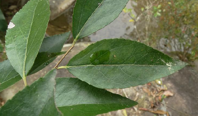  p>长叶柞木( xylosma longifolia clos),大风子科柞木属常绿小乔木或