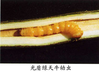  p>昆虫名,为鞘翅目(coleoptera ),天牛科(cerambycidae).