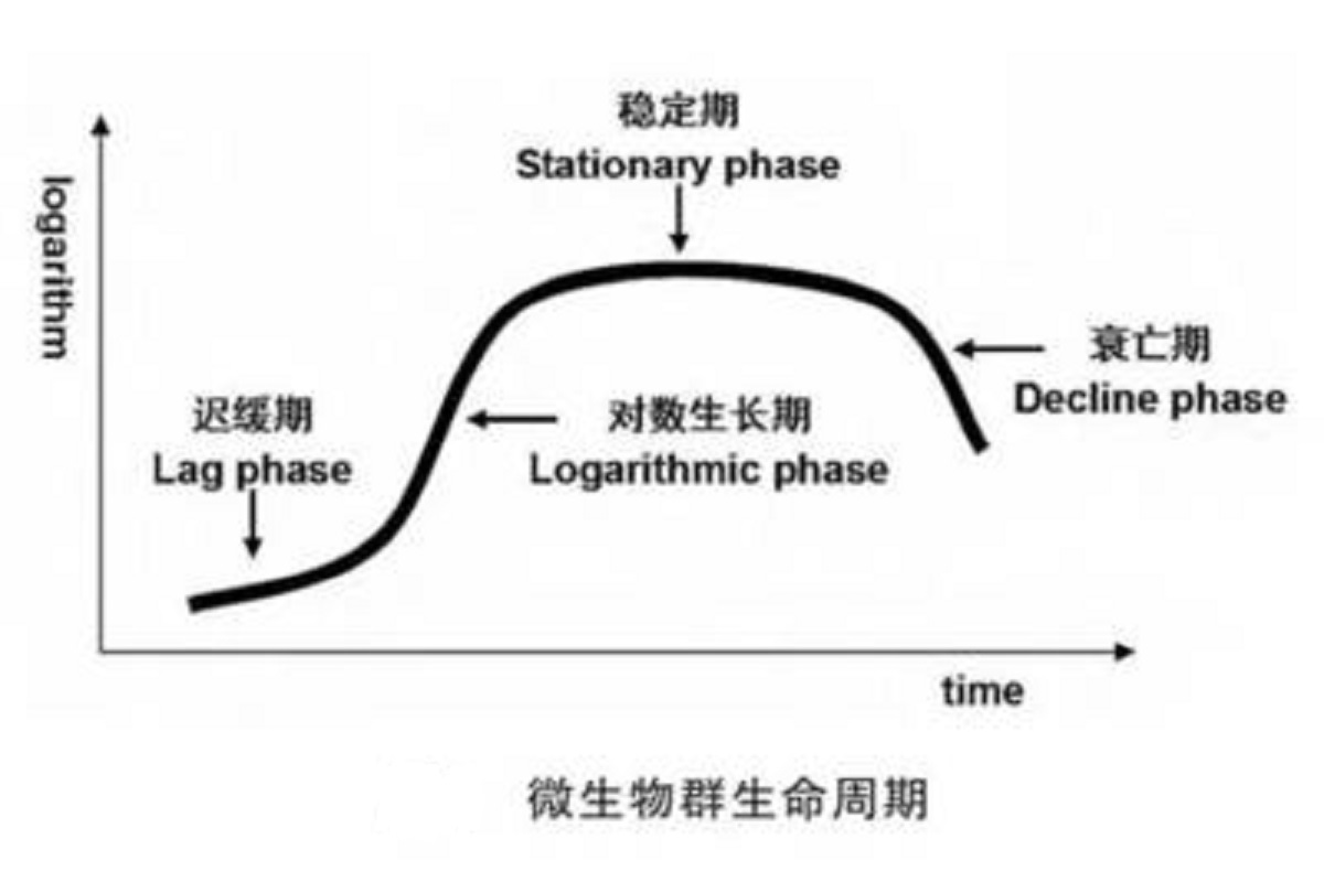 logarithmic phase