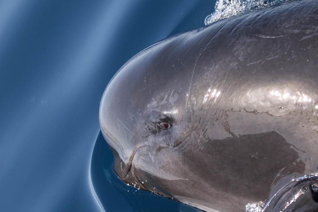 long-finned pilot whale