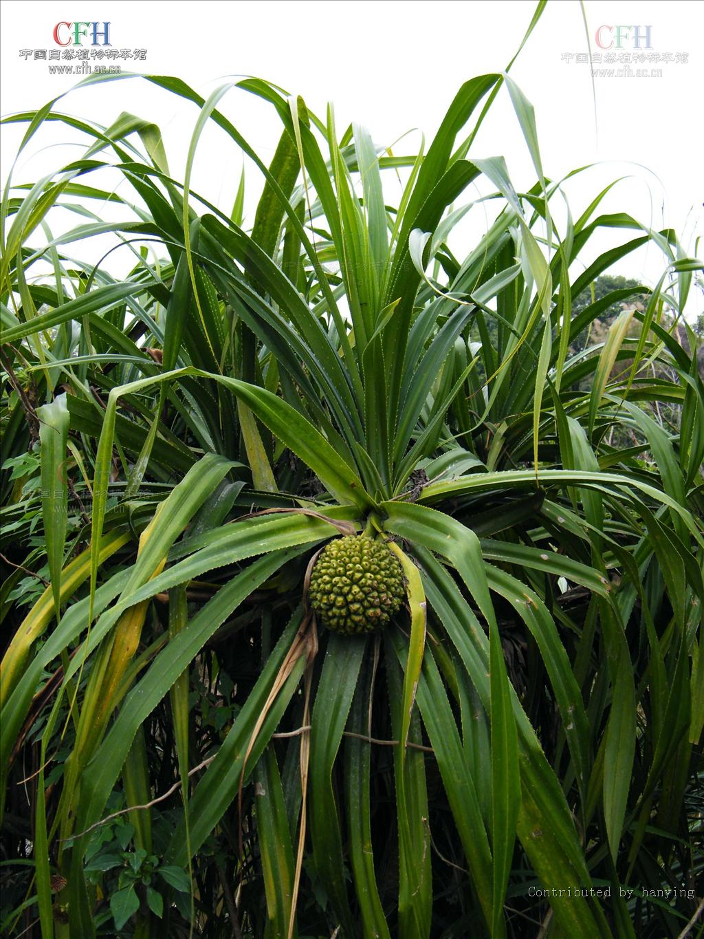  p data-id="ta98kyapwb8u">露兜是露兜树科露兜树属常绿分枝灌木或小