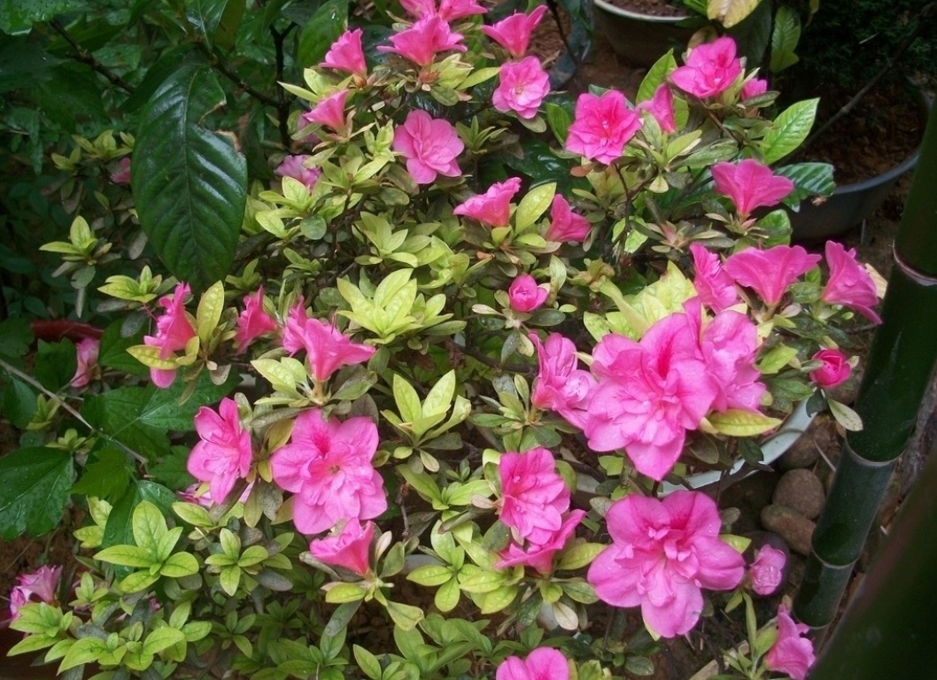  p>陇蜀杜鹃(学名: i>rhododendron przewalskii /i> maxim.