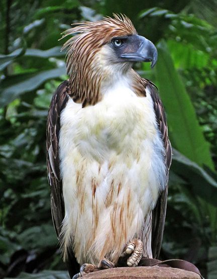  p>食猿雕(学名: i>pithecophaga jefferyi /i>):也称作菲律宾雕.