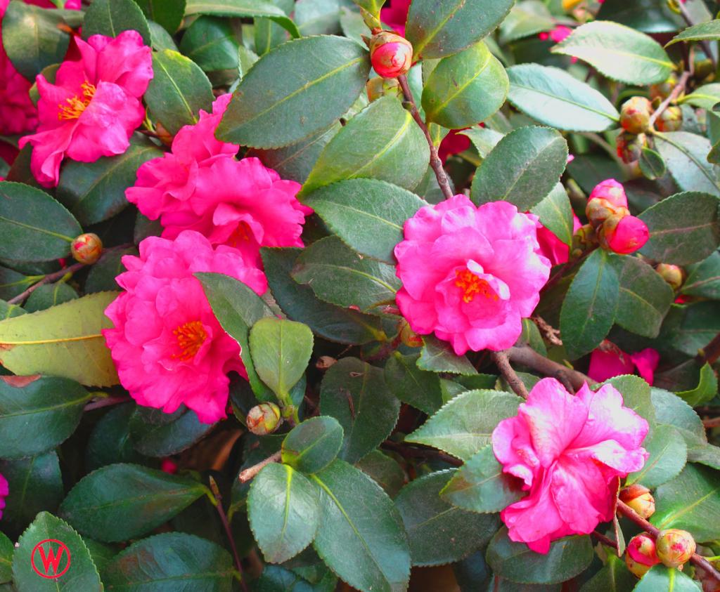  p>茶梅(学名: i>camellia sasanqua /i> thunb.