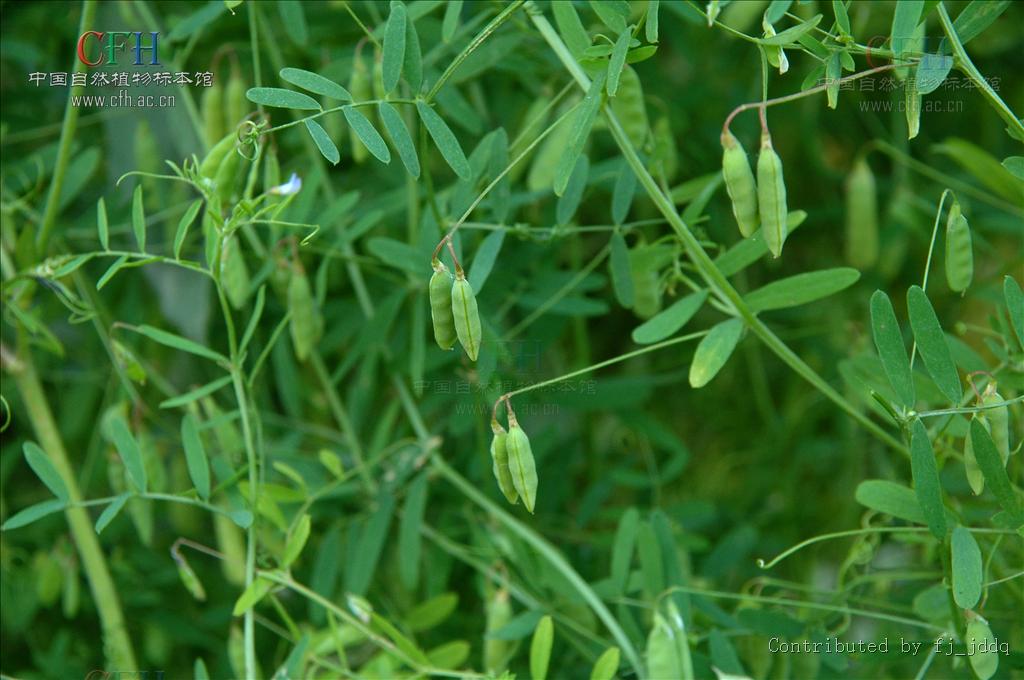 野豌豆