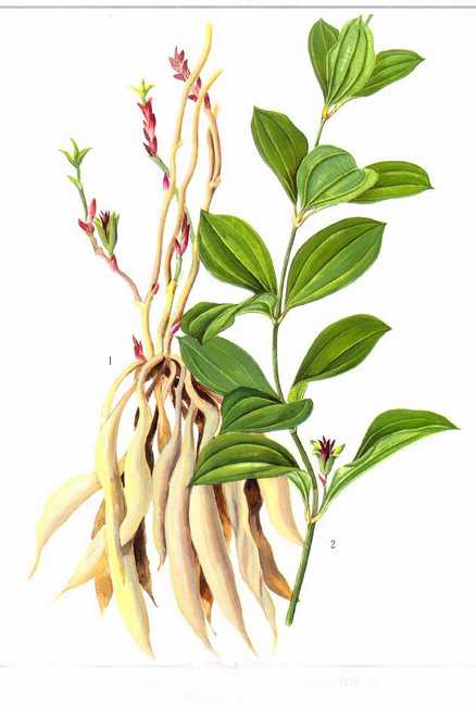 whorl verticillate phyllotaxis