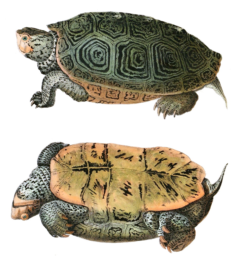  p>钻纹龟(学名: i>malaclemys terrapin /i>)是龟科,钻纹龟属动物.