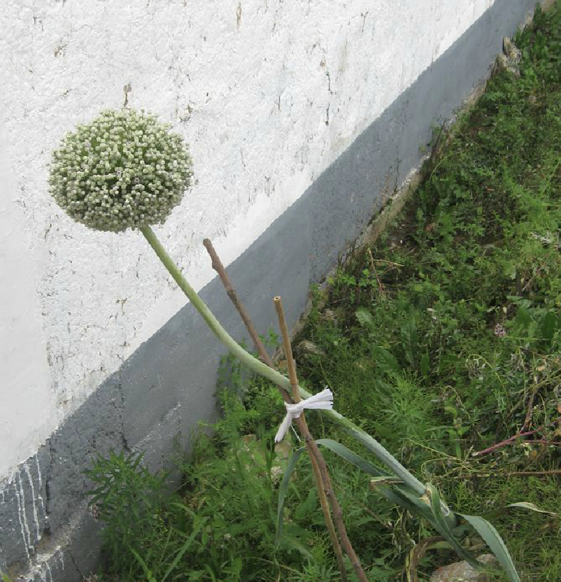 鳞茎单生,矩圆状卵形至近球状,有时基部具少数小鳞茎;鳞茎外皮白色,膜