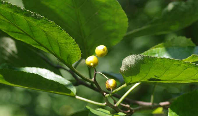  p>蛇藤属(拉丁学名:)直立或藤状灌木;叶互生,有齿,花小,两性,辐射