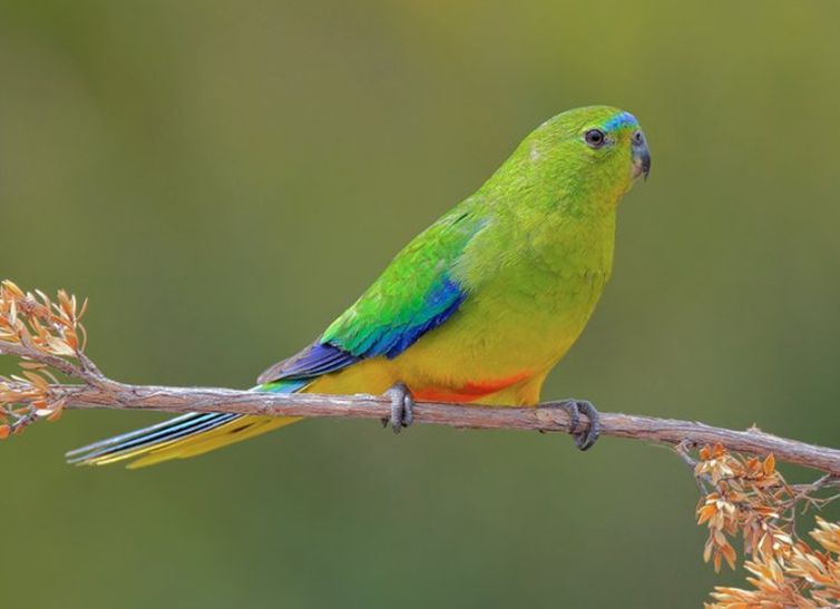  p>橙腹鹦鹉(学名:neophema chrysogaster),又名 a href="#" data