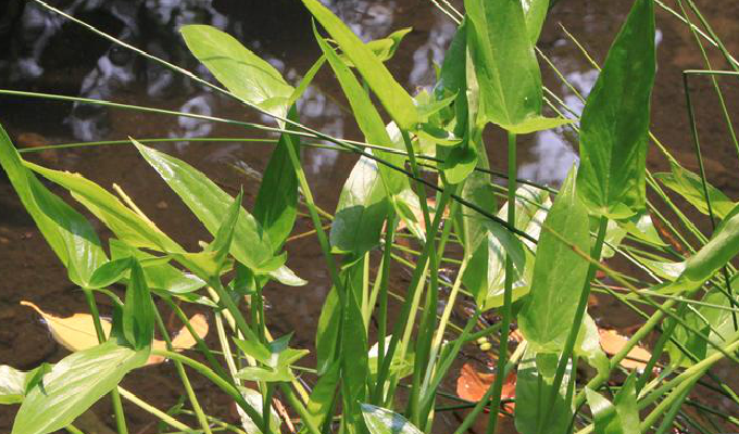  p>犁头尖属(学名:typhonium)是 a target="_blank" href="/item