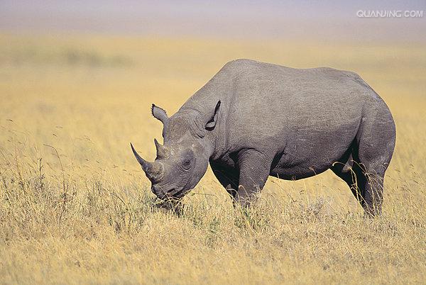 hook-lipped rhinoceros