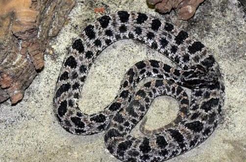  p>斑背响尾蛇,拉丁学名sistrurus miliarius,属viperidae蝰蛇科