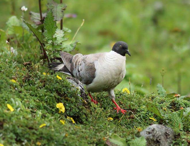  p>雪鸽(学名: i>columba leuconota /i>):是鸠鸽科鸽属的鸟类.