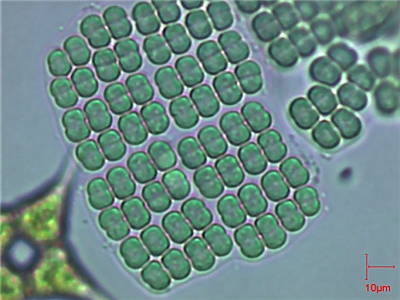  p>平裂藻,属蓝藻门,色球藻目,色球藻科,平裂藻属,藻体为一层细胞厚的