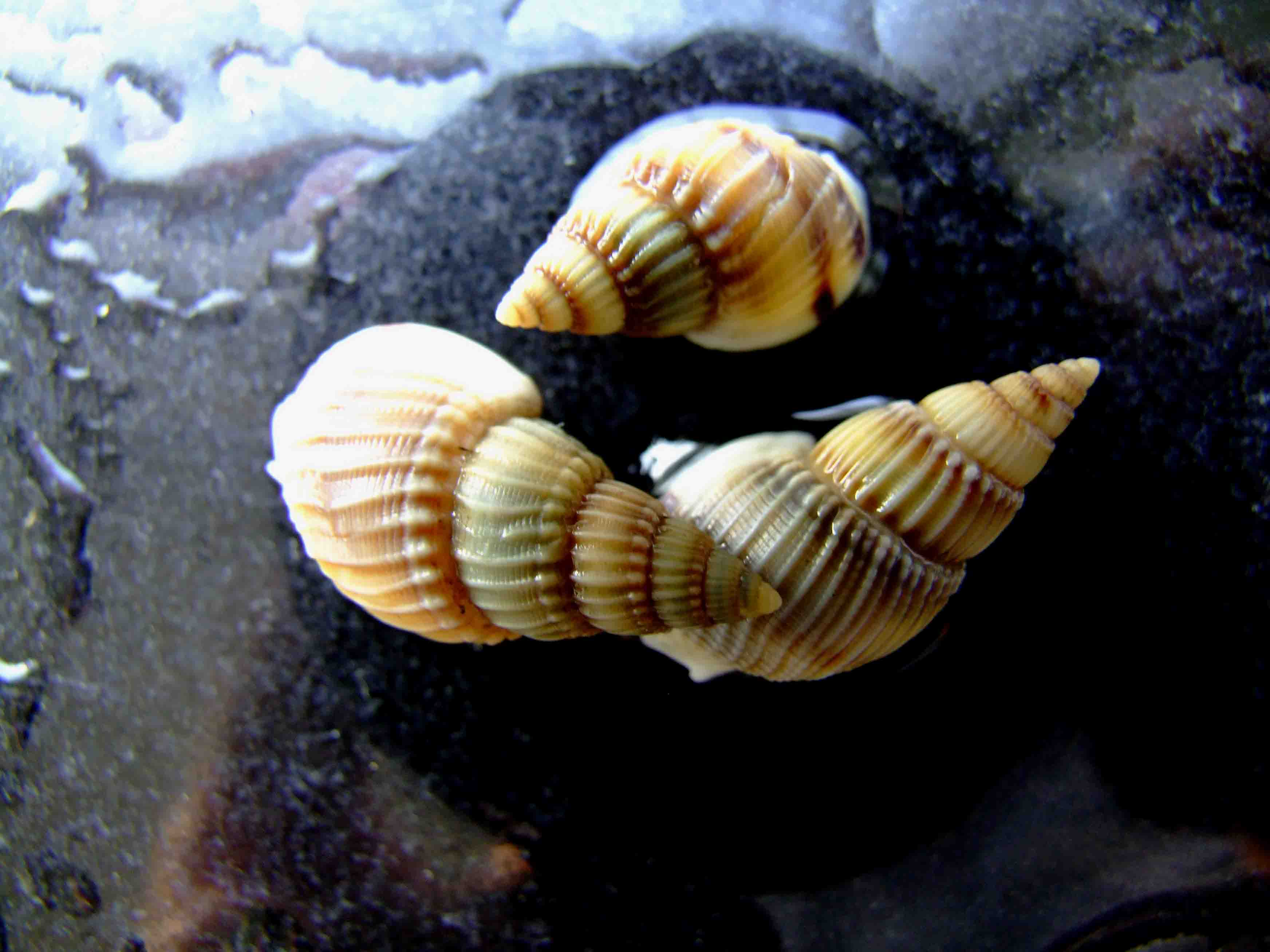  p>囊螺, i>physa acuta /i>,贝类动物, a target="_blank" href="