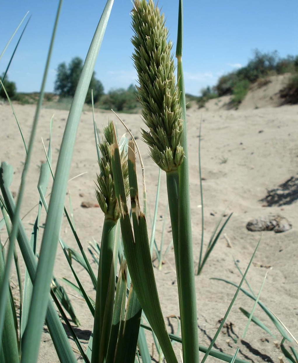 禾本科">禾本科 /a>, a target="_blank" href="/item/赖草属">赖草