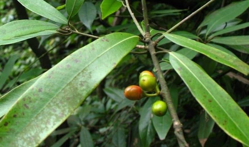  p>南投黄肉楠(拉丁学名: i>actinodaphne nantoensis (hay.) hay.