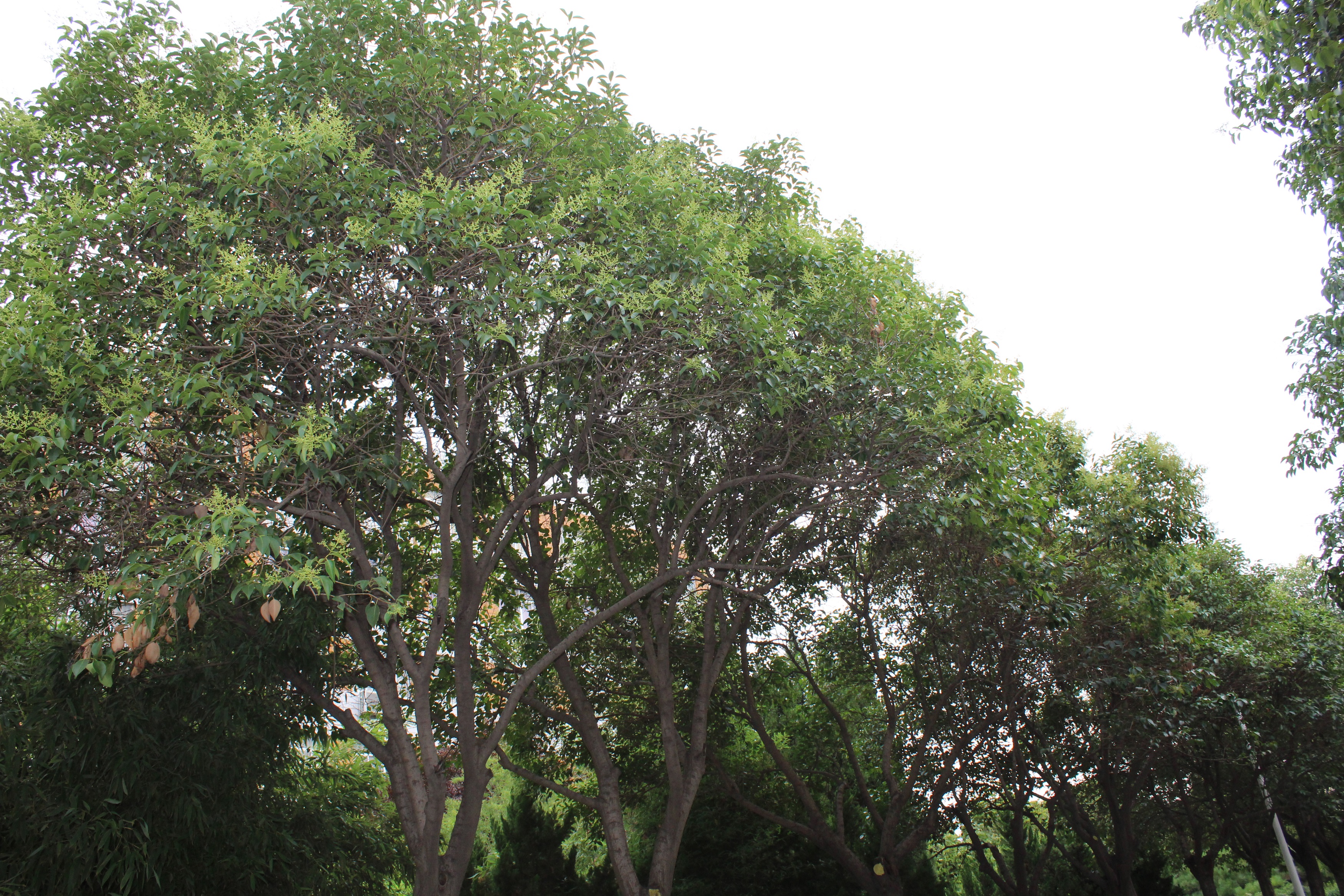 f.)是木犀科女贞属植物,灌木或小乔木,高可达12米;树皮灰褐色.