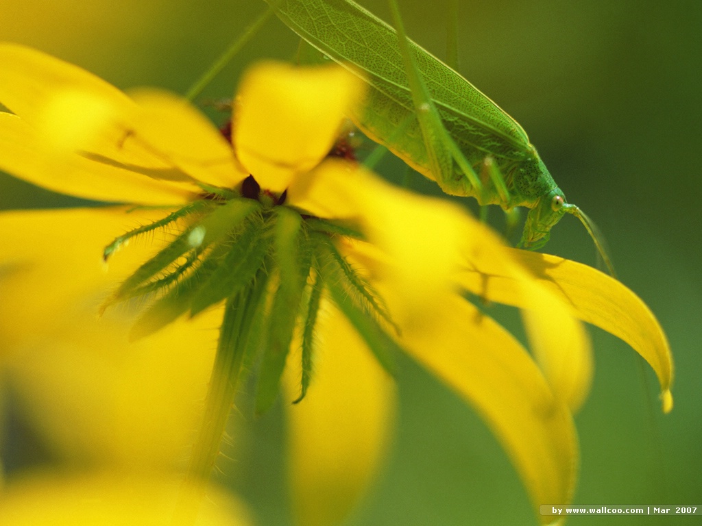 的动物,又称 a target="_blank" href="/item/真体腔动物/7647596"