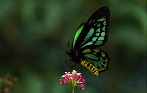  p>里士满鸟翼凤蝶(学名:ornithoptera rothschildi;英文:richmond