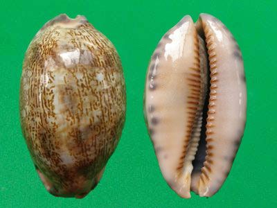  p>阿拉伯宝螺(学名:mauritia arabica arabica)是腹足纲宝螺科的 a