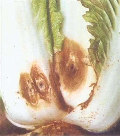 大白菜褐腐病