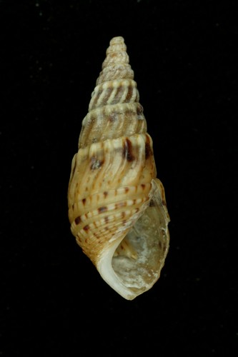 "6138098">斜肋齿蜷 /a>( i>semyla riqueti /i>)的台湾名,别名川蜷螺