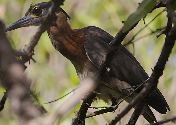  p>白背夜鹭(学名: i>gorsachius leuconotus /i>,英文名:white