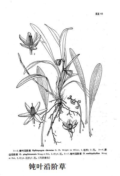  p>钝叶沿阶草(学名: i>ophiopogon amblyphyllus wang et dai /i>)为