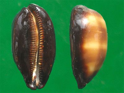  p>酒桶宝螺(学名:talparia talpa talpa)又名是 a href="#" data