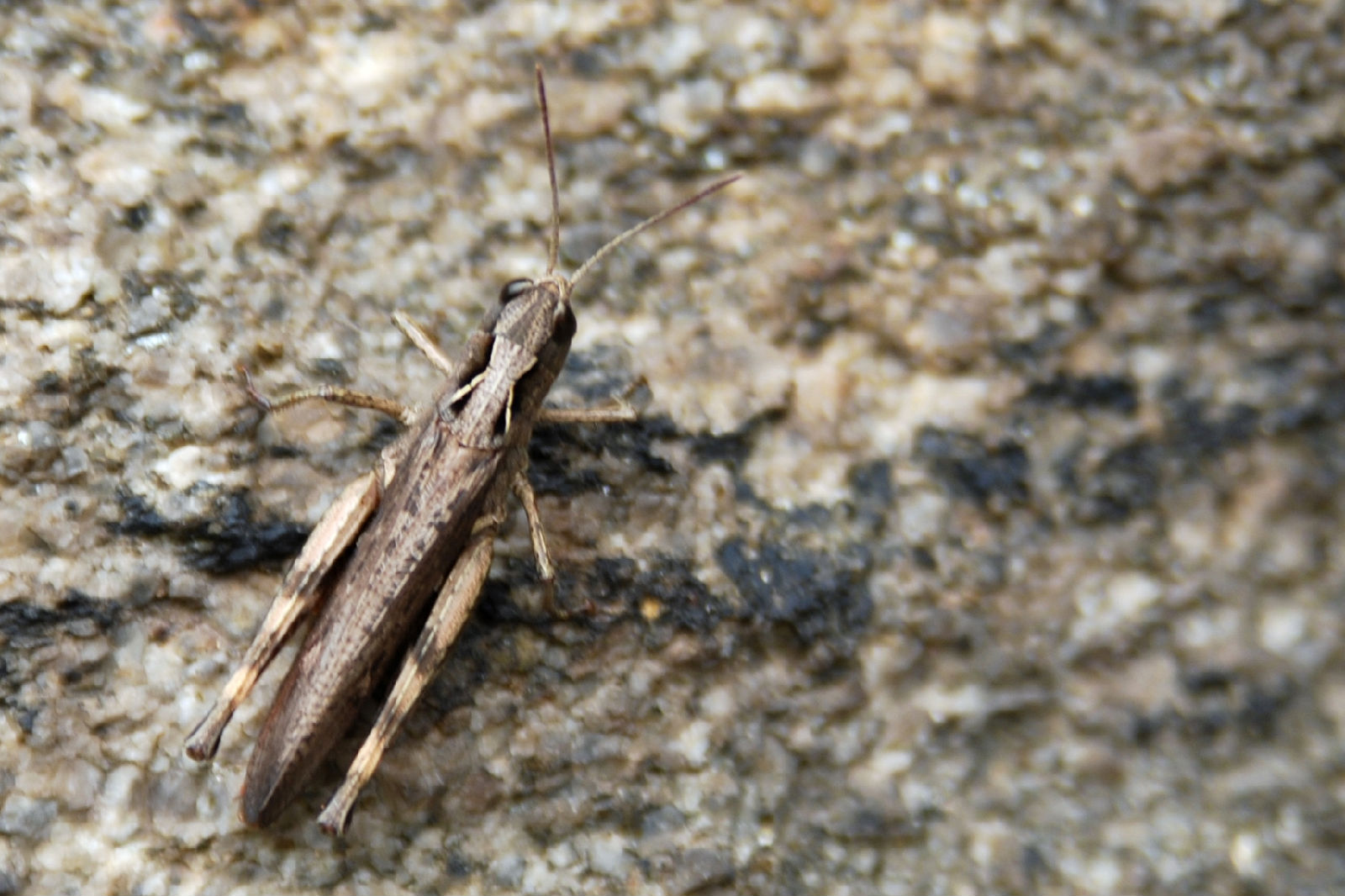  p>蝗虫,俗称"蚂蚱",属直翅目,包括 a href="#" data-lemmaid="