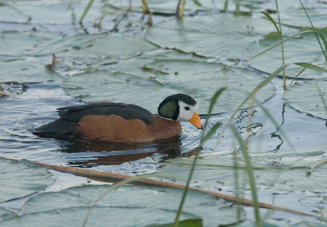 头圆,脚短,鸭喙很像鹅的喙,短而底部较深.